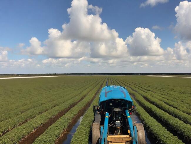 フロリダの農業が AI を活用した変革に着手