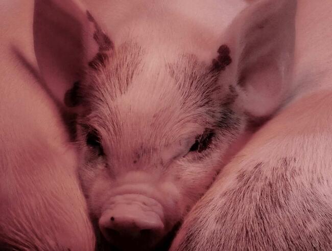 Promesas románticas roban millones en cripto empleando estafas de “matanza de cerdos”  