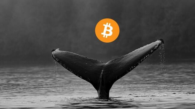 Ki lehet Mr. 100, a titokzatos bitcoin bálna, akinek 3 milliárd dollárja van?