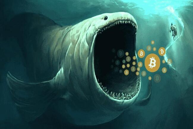 Bitcoin Whale Accumulation Continues Despite BTC Price Volatility