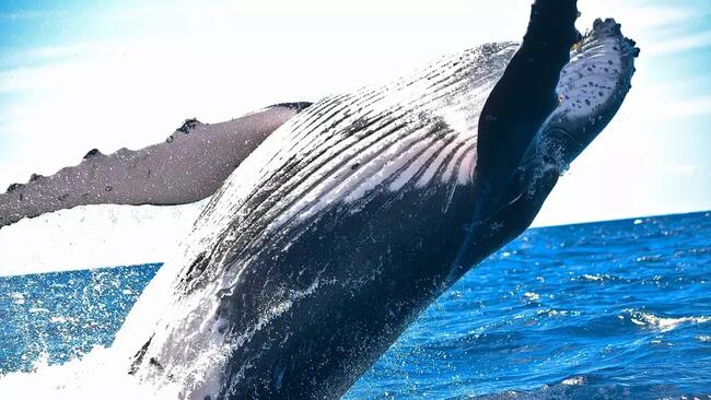 Cardano Whales Strike But Can ADA Stay In Top 10 Cryptos?