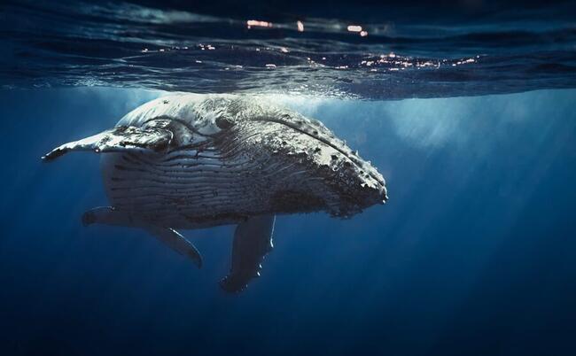 Das sind die größten Krypto-Wale der Welt