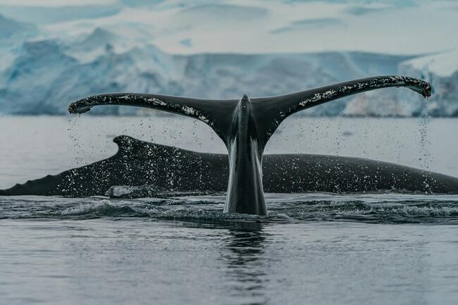 Bitcoin Mega Whales Are Buying, Time For Rally To Return?