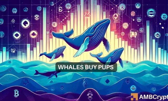 Solana-based memecoins WIF, BODEN’s whales are moving to PUPS – Why?