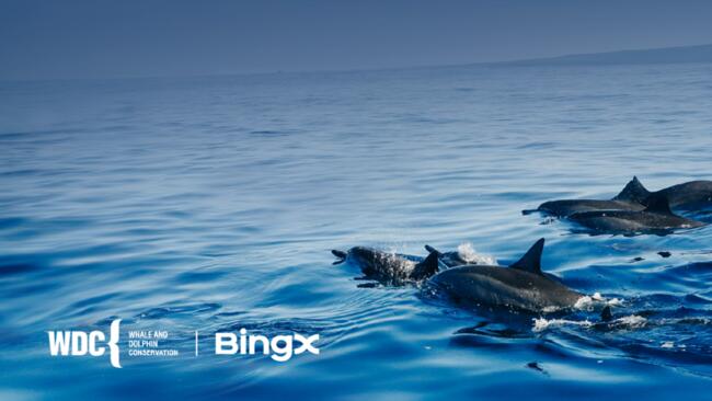 BingX與鯨豚保育協會合作反圈禁取得重大進展