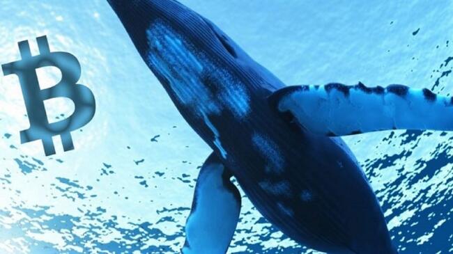 Cá voi biến 110 nghìn đô la thành 8,72 triệu đô la chỉ sau 3 giờ bằng cách mua Memecoin này