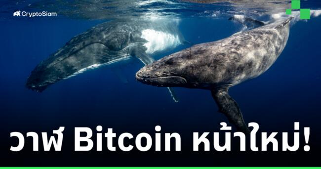 CryptoQuant เผย! 'วาฬหน้าใหม่' มีการเข้าซื้อ Bitcoin มากกว่า 'วาฬรุ่นเก่า' เกือบ 2 เท่า!