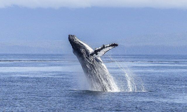 ‘Groot koopsignaal?’ Whales sturen $1,3 miljard naar Coinbase