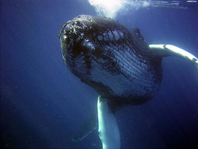 Anonieme whale koopt $282 miljoen aan BTC tijdens dip
