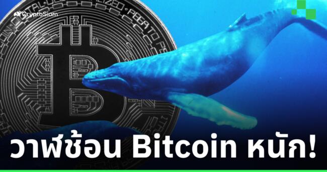 พบ 'วาฬ' ช้อน Bitcoin ไปแล้วกว่า 4,380 BTC! นับตั้งแต่ที่เหรียญหลุด ATH