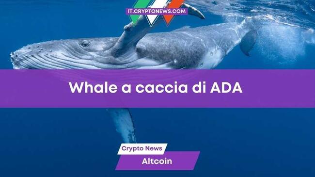 Cardano: Le whale accumulano grosse quantità di token ADA. È il momento di entrare?