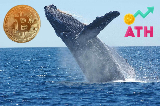 Bitcoin rośnie 5 dzień z rzędu! Wieloryby potężnie wypłynęły na kurs BTC