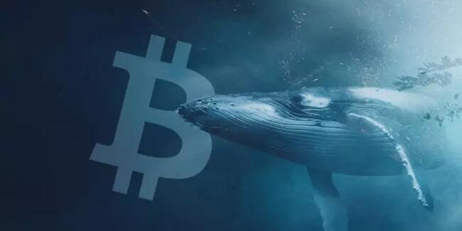 Bitcoin balinası 10 yıl sonra hareket etti: Boğa sinyali mi?