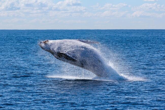 Litecoin Whales Buy Big Despite Bearish Price: Rebound Incoming?