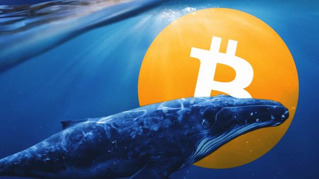 Cá voi Bitcoin 10 năm tuổi bất ngờ di chuyển 43 triệu USD BTC