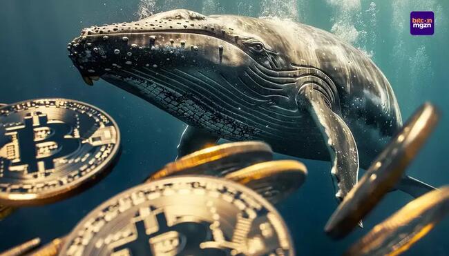 Deze whale gaat all-in op Bitcoin – moet jij ook volgen?