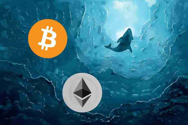 Wieloryby Bitcoin i Ethereum wyraźnie zwiększył aktywność. Czego możemy się spodziewać po tych ruchach?
