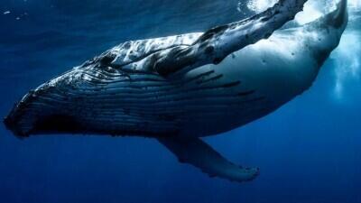Резервы биткоин-китов возросли до двухнедельного максимума