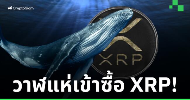 รายงานพบ ‘วาฬ’ จำนวนมาก เริ่มเข้าสะสมเหรียญ XRP!
