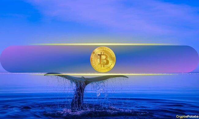 New Whales and Long-Term Holders Fortify $60,000 Bitcoin Support