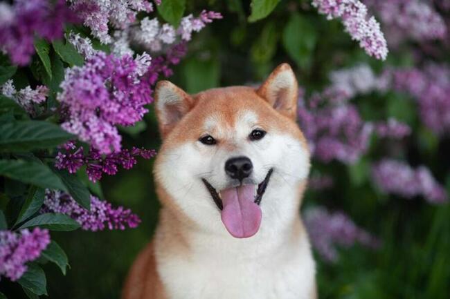 Kabosu, Famous Shiba Inu Who Inspired Dogecoin, Floki And Other Dog Cryptos, Dies At 18