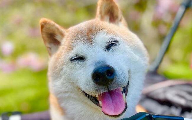 Dogecoin (DOGE) Price Down 5% as Community Mourns Death of Kabosu
