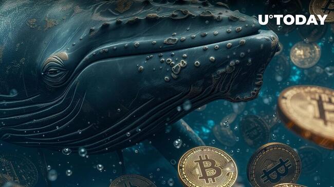 Bitcoin Whales Absorb 24,000 BTC in Past 24 Hours - What's Happening?