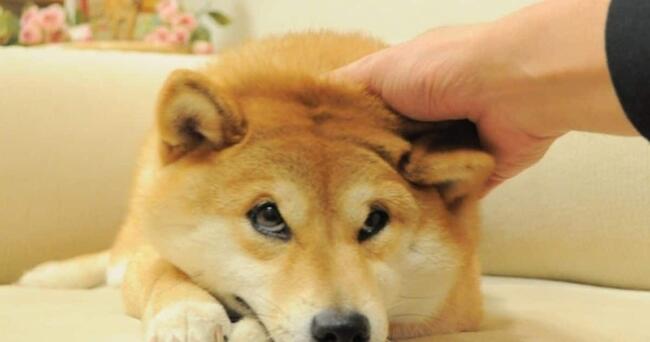 Iconic Dogecoin Mascot And Meme Legend Kabosu, A Shiba Inu Dog, Passes Away In Japan