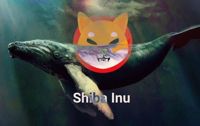 Tháng 6 của Shiba Inu sẽ như thế nào?