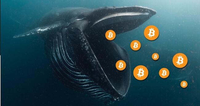Cá voi Bitcoin đang tích luỹ một cách điên cuồng, giá BTC chuẩn bị tăng lên!