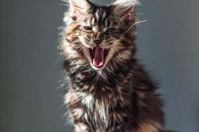 Roaring Kitty's Chances Of Becoming A Billionaire Today Just Plummeted: Here's Why