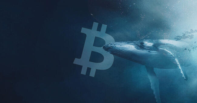 Theo dõi cá voi Bitcoin là thông tin ‘vô ích’
