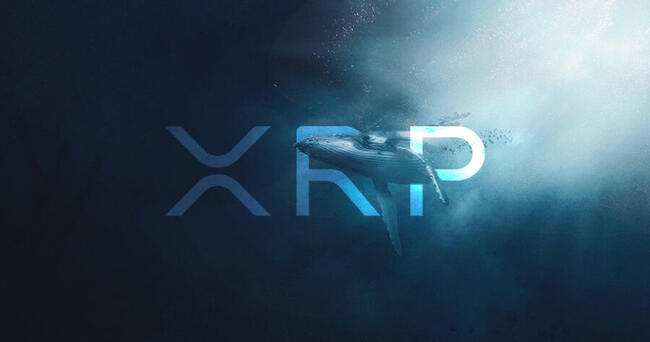 XRP Melonjak di Tengah Pergerakan 80 Juta Whale: Apa Artinya untuk Harga di Masa Depan