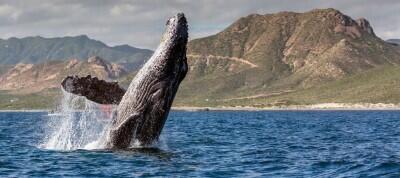Количество лайткоин-китов выросло до четырехмесячного максимума