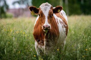 Обладнання для скотарства: специфіка асортименту