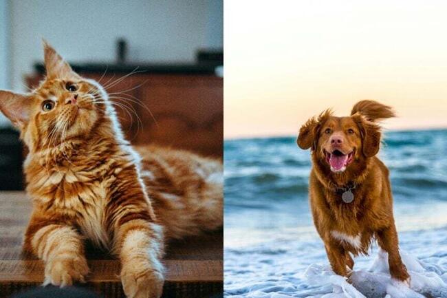 Puppy-Kitty Love Fest: Floki All Set To Invest In Feline-Themed Simon's Cat Token — CAT Shoots Up 72%