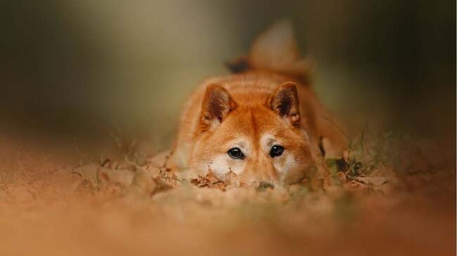 Dogecoin se Mantiene Estable Mientras Estas Memecoins se Disparan