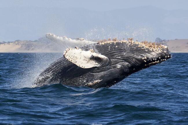 Bitcoin Whale Shorts $445 Million In BTC—Traders Plot Explosive Liquidation