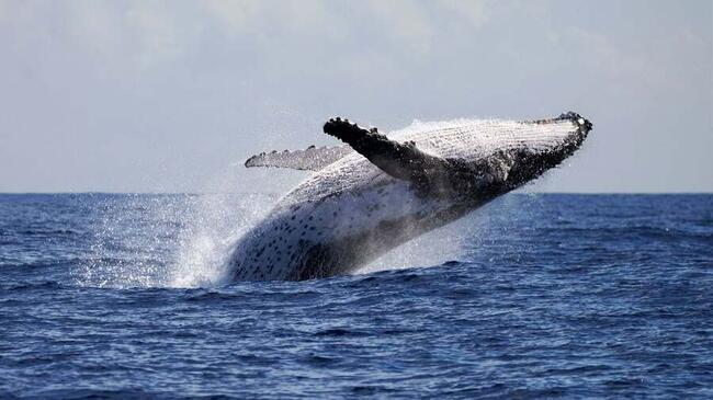 Bitcoin recule légèrement alors que les baleines achètent la baisse