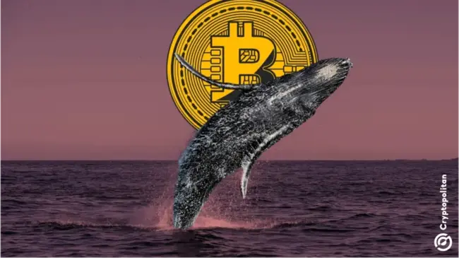 Bitcoin hướng đến mục tiêu 100.000 đô la khi lượng tích lũy của cá voi tăng vọt
