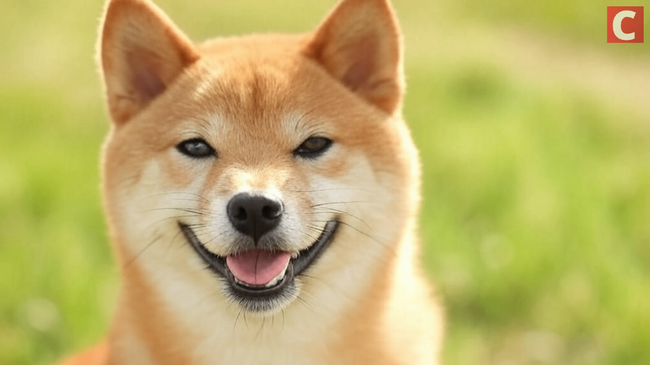 Meme to Mainstream: 21Shares Spotlights Dogecoin ETP