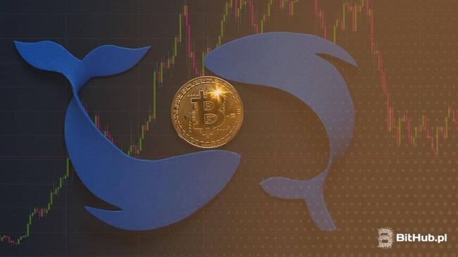Wieloryby Bitcoin kupują czy sprzedają BTC? 'Wiedzą coś, czego nie wiedzą inni’