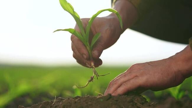 Rootstock ha raggiunto una partecipazione record nel merged mining nonostante il calo dell’attività degli utenti nel Q1