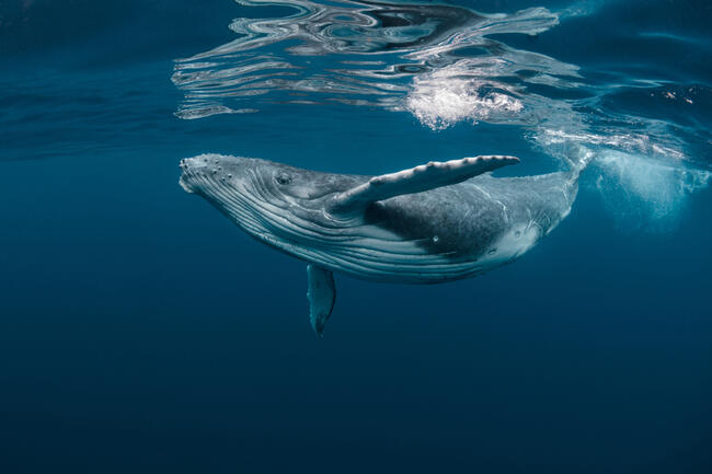 Crypto whale verplaatst $782 miljoen aan XRP – wat is er aan de hand?