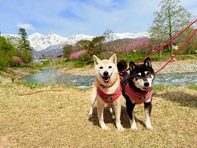 Prețurile DOGE și ale surorii sale, NEIRO, continuă să crească pe fondul unei piețe bullish
