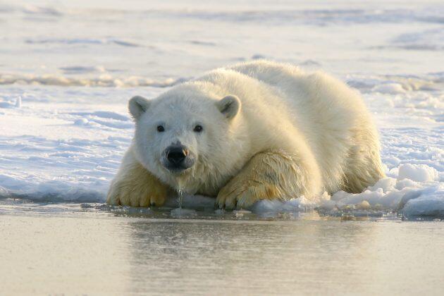 Dogecoin Price Rejection From $0.24-$0.25 Supply Zone Shows Bears Are Taking Over