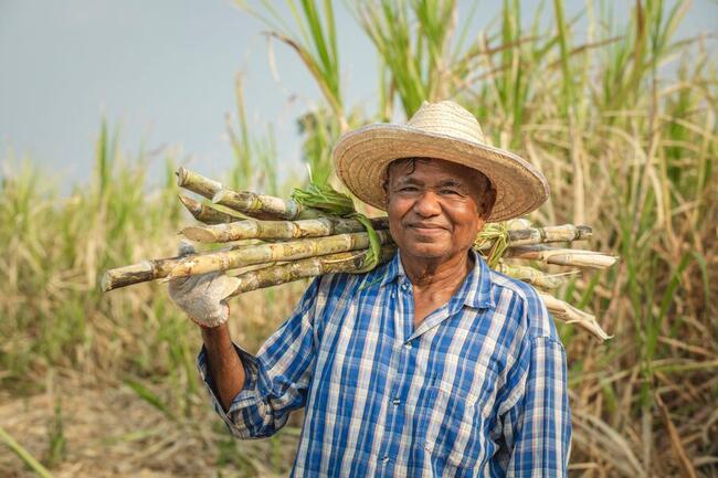 Ripple brengt blockchain naar Colombiaanse suikerrietboeren