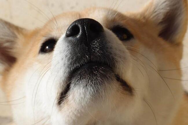 Shiba Inu zaraz wystrzeli? Analitycy mówią o 720% wzroście mimo chwilowych spadków!