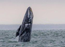 Top 10 Gainers in Whale Activity: Which Altcoins Are on the Radar Right Now? 