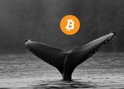 $3.3B in Bitcoin Flows Into Long-Term HODL Wallets — Whale Accumulation Nears Record Levels